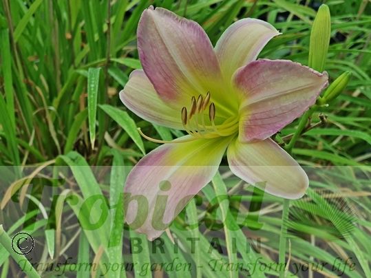 Hemerocallis 'Catherine Woodbery'