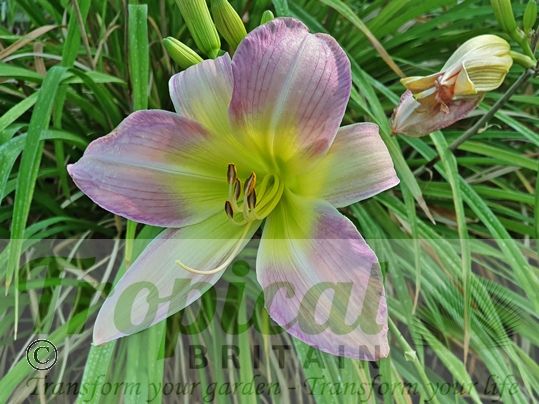 Hemerocallis 'Catherine Woodbery'