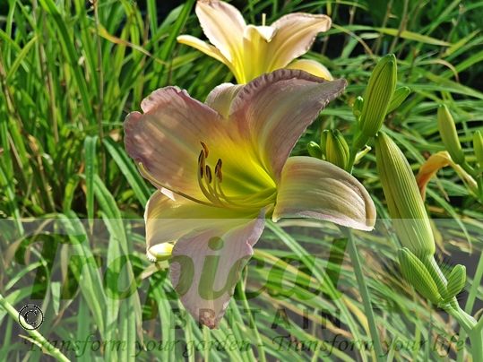 Hemerocallis 'Catherine Woodbery'