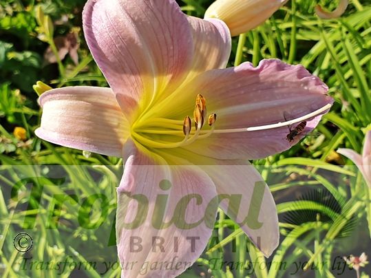 Hemerocallis 'Catherine Woodbery'
