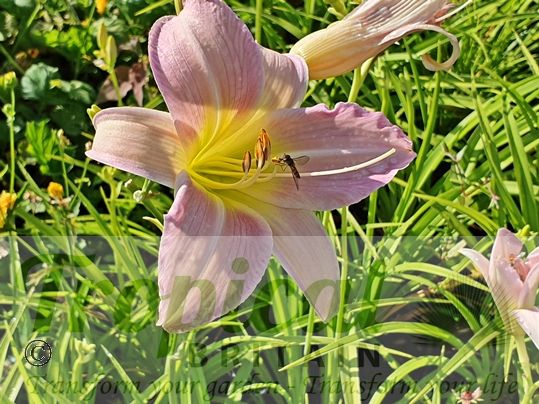 Hemerocallis 'Catherine Woodbery'