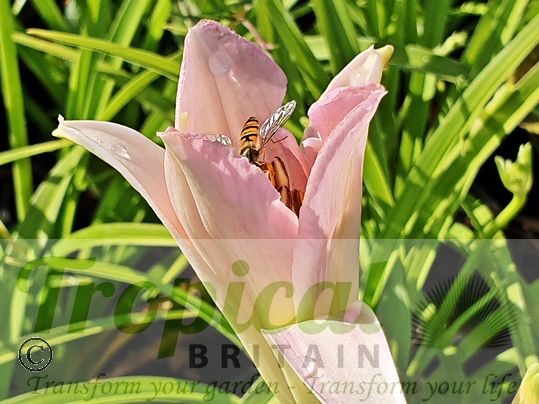 Hemerocallis 'Catherine Woodbery'