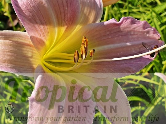 Hemerocallis 'Catherine Woodbery'
