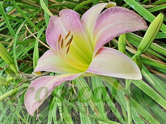 Hemerocallis 'Catherine Woodbery'