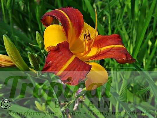 Hemerocallis 'Frans Hals'