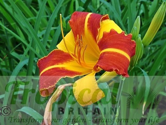 Hemerocallis 'Frans Hals'