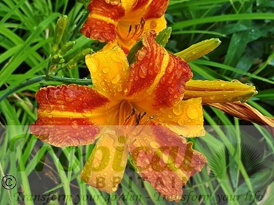 Hemerocallis 'Frans Hals'