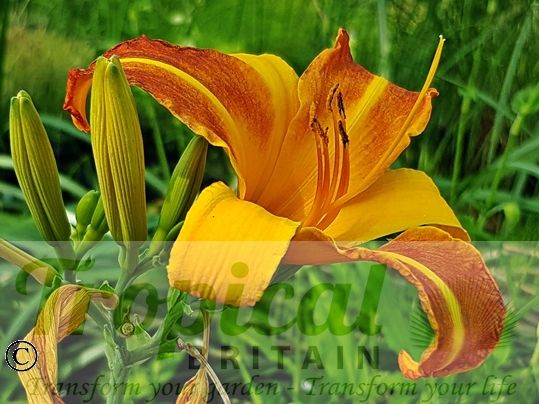 Hemerocallis 'Frans Hals'