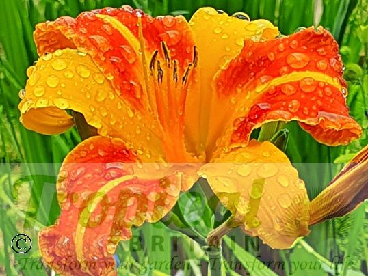 Hemerocallis 'Frans Hals'