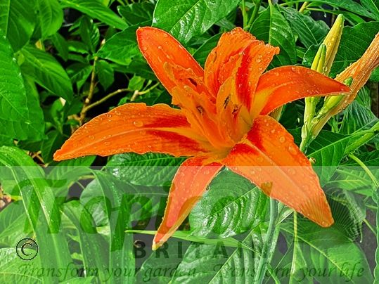 Hemerocallis fulva 'Flore Pleno'
