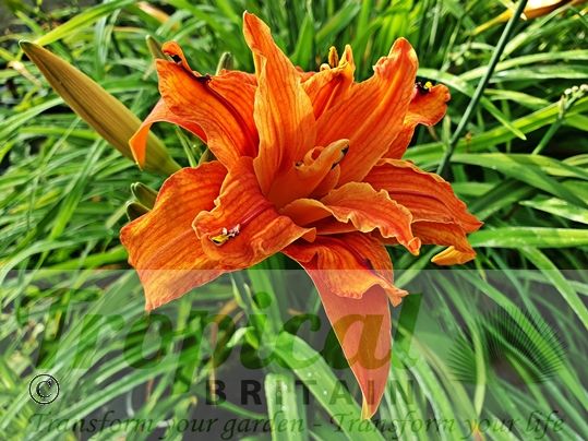 Hemerocallis fulva 'Flore Pleno'