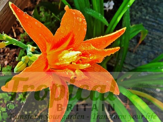 Hemerocallis fulva 'Flore Pleno'
