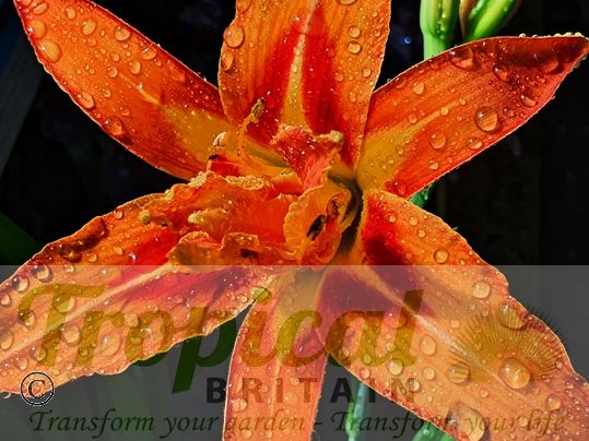 Hemerocallis fulva 'Flore Pleno'