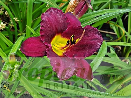 Hemerocallis 'Georgette Belden'