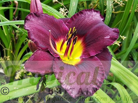 Hemerocallis 'Georgette Belden'