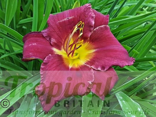 Hemerocallis 'Georgette Belden'