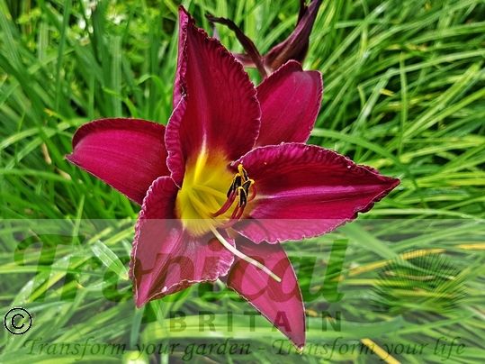 Hemerocallis 'Georgette Belden'