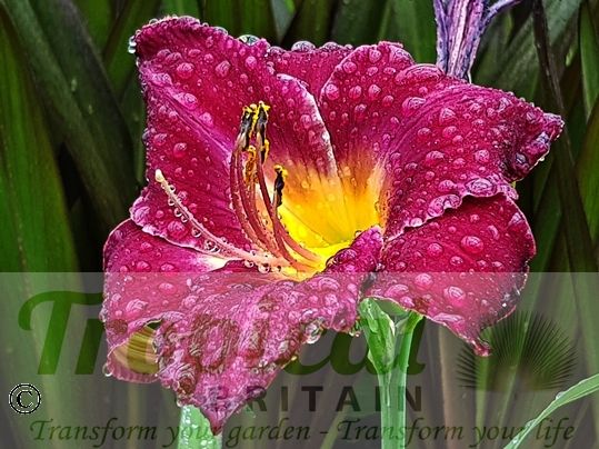 Hemerocallis 'Georgette Belden'