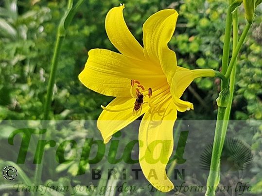 Hemerocallis lilioasphodelus