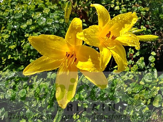 Hemerocallis lilioasphodelus