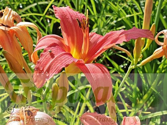 Hemerocallis 'Pink Damask'