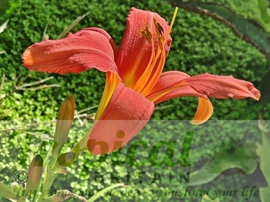 Hemerocallis 'Pink Damask'