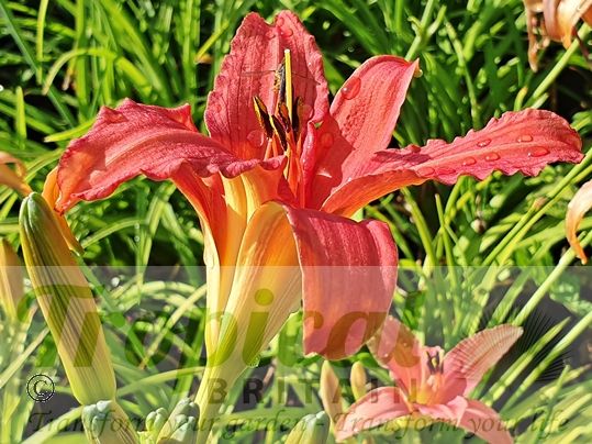 Hemerocallis 'Pink Damask'