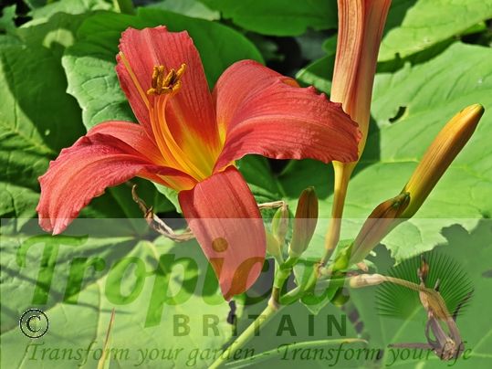 Hemerocallis 'Pink Damask'