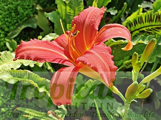 Hemerocallis 'Pink Damask'