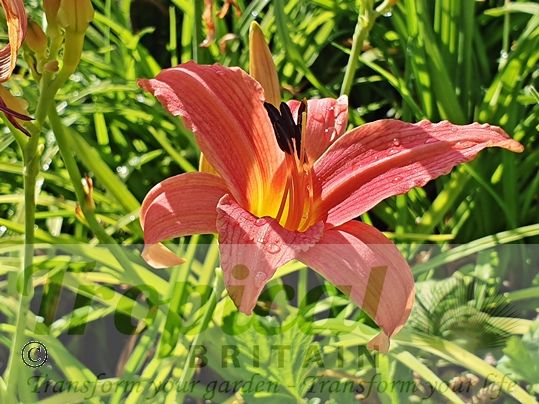Hemerocallis 'Pink Damask'