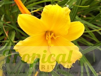 Hemerocallis 'Stella De Oro'