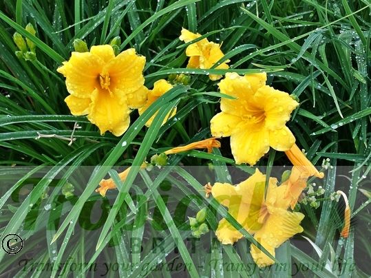 Hemerocallis 'Stella De Oro'
