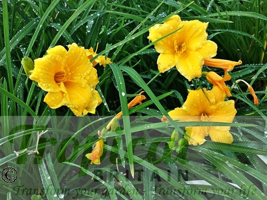 Hemerocallis 'Stella De Oro'