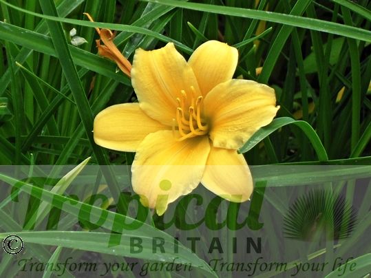 Hemerocallis 'Stella De Oro'