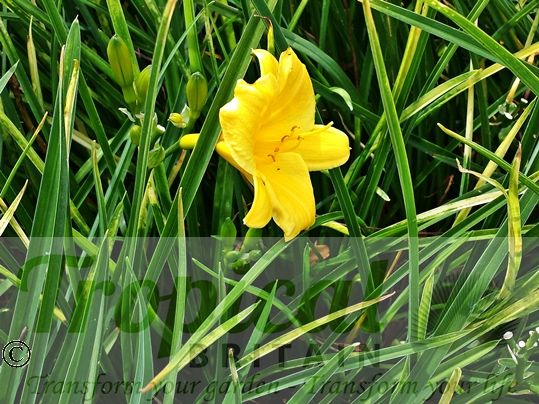 Hemerocallis 'Stella De Oro'