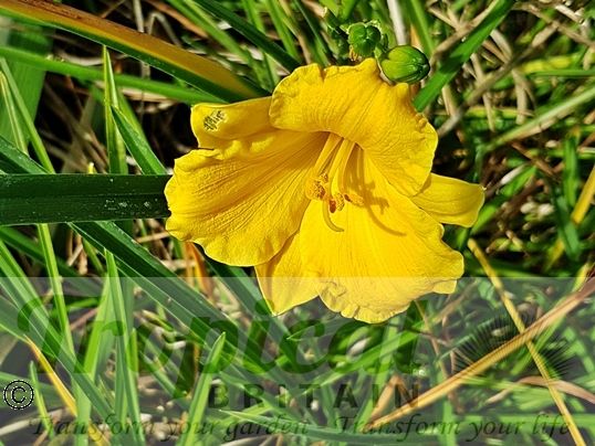 Hemerocallis 'Stella De Oro'