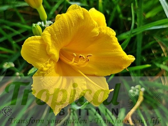 Hemerocallis 'Stella De Oro'