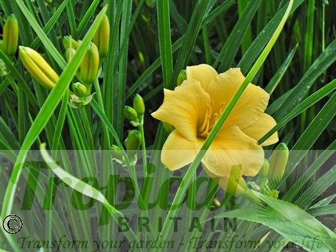 Hemerocallis 'Stella De Oro'