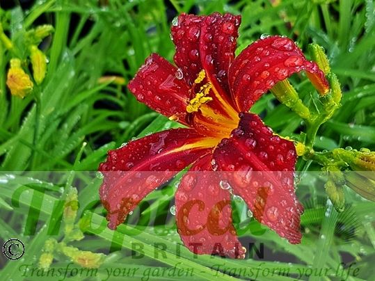 Hemerocallis 'Tejas'