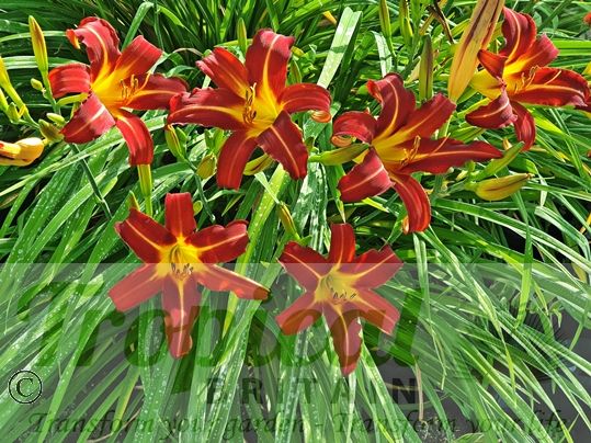 Hemerocallis 'Tejas'