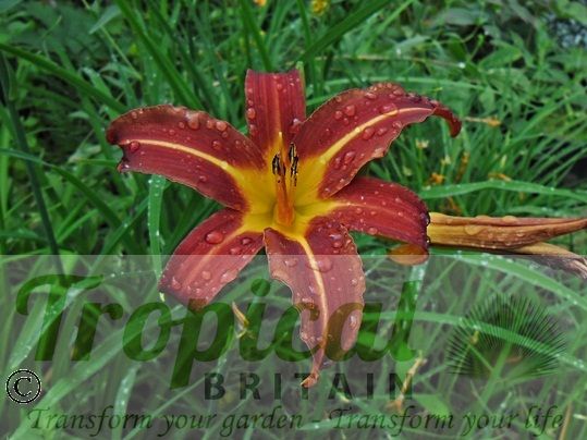 Hemerocallis 'Tejas'
