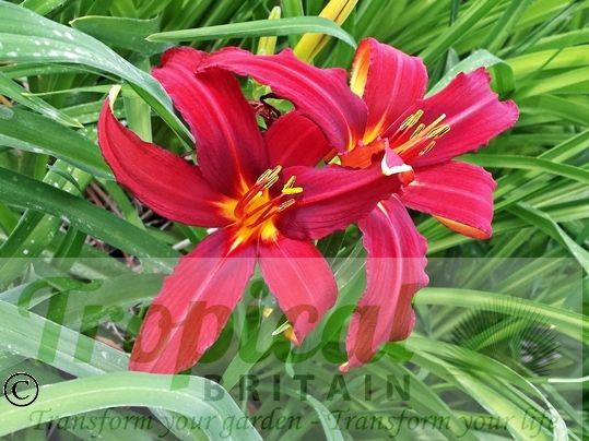 Hemerocallis 'Tejas'