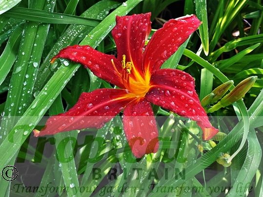Hemerocallis 'Tejas'