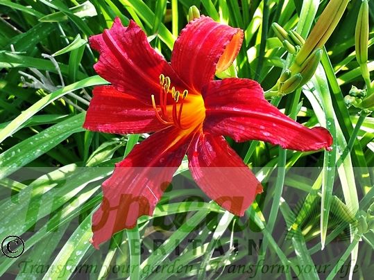 Hemerocallis 'Tejas'