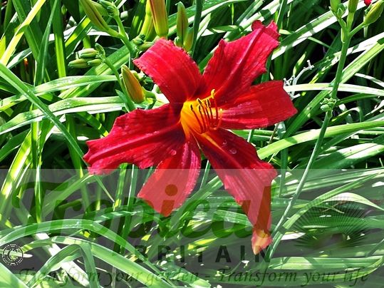 Hemerocallis 'Tejas'