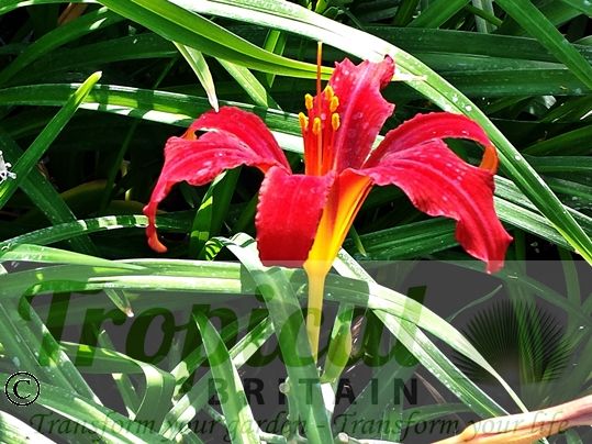 Hemerocallis 'Tejas'