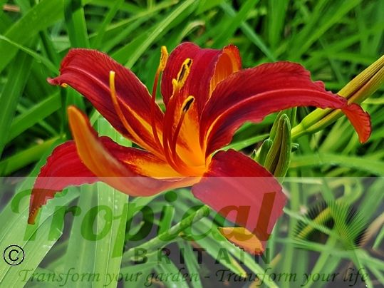 Hemerocallis 'Tejas'