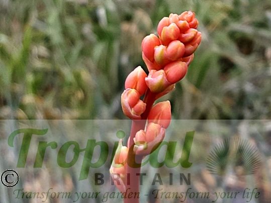 Hesperaloe parviflora - Red Yucca