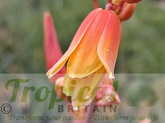 Hesperaloe parviflora