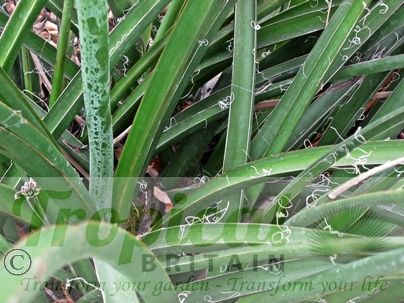 Hesperaloe parviflora